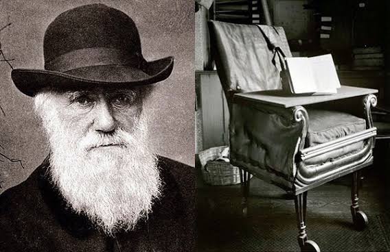 Charles Darwin 1 - Task Chair vs Office Chair, task chair